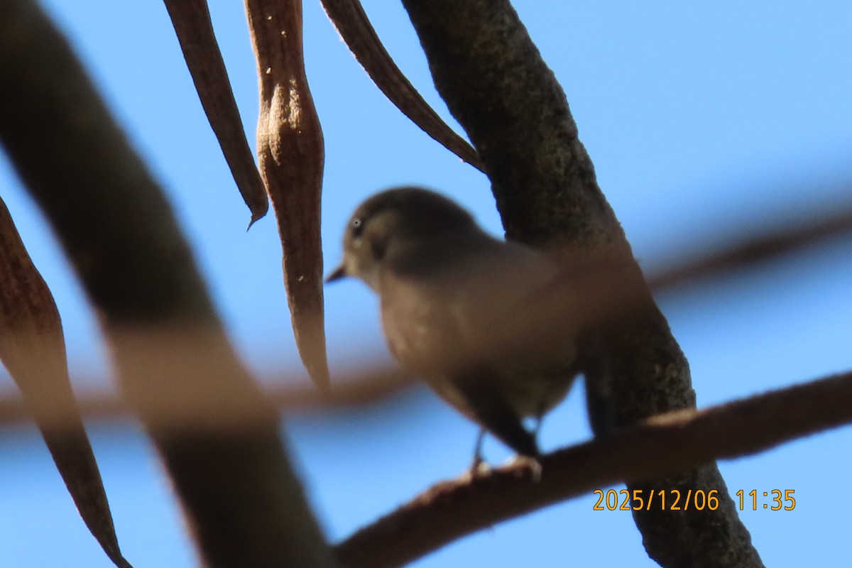 Asian Brown Flycatcher - ML646445528