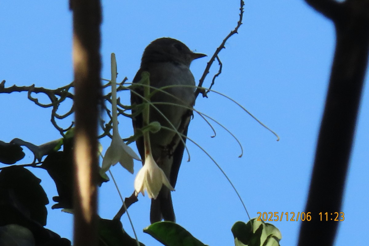 Asian Brown Flycatcher - ML646445529
