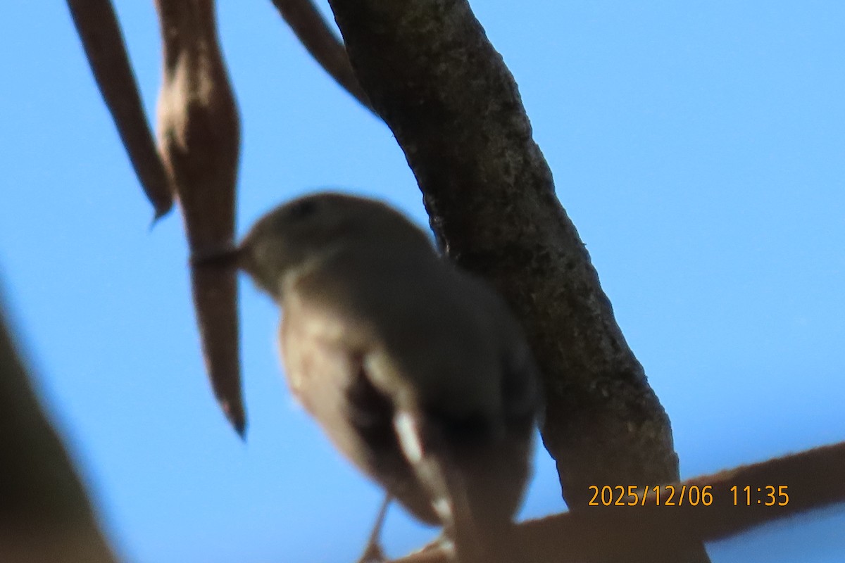 Asian Brown Flycatcher - ML646445530