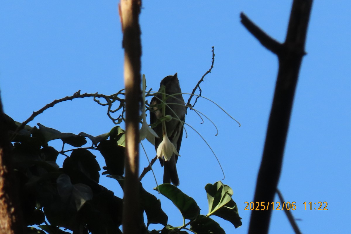 Asian Brown Flycatcher - ML646445531