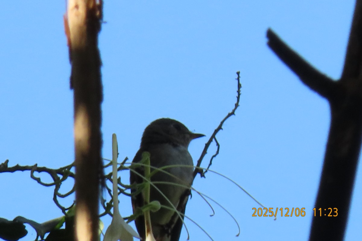 Asian Brown Flycatcher - ML646445532