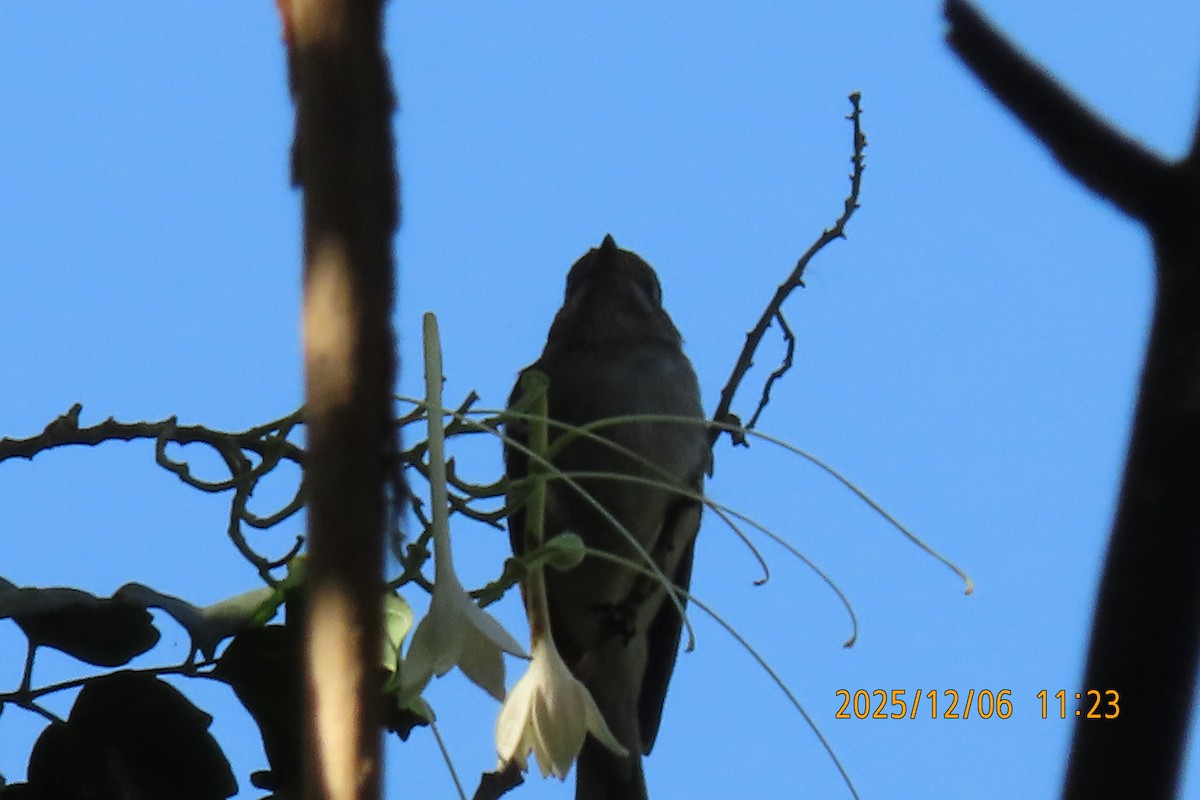 Asian Brown Flycatcher - ML646445533
