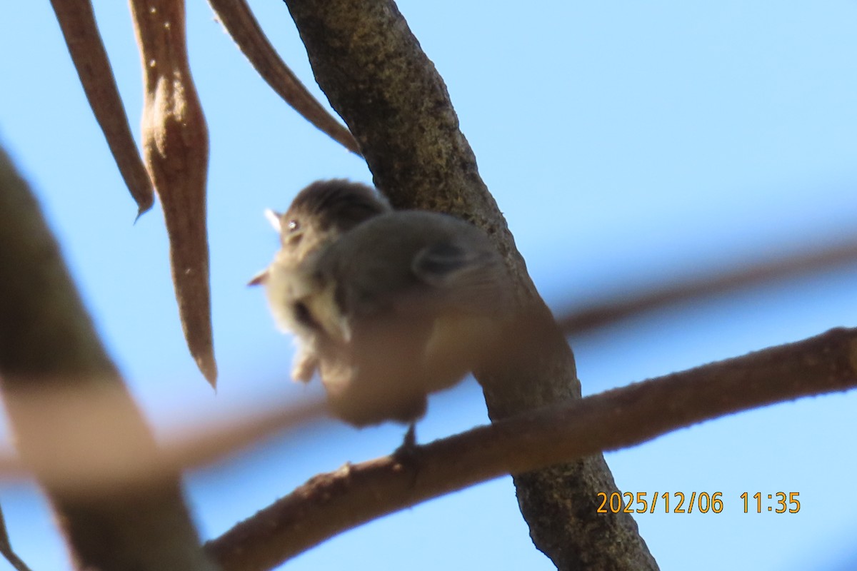 Asian Brown Flycatcher - ML646445534