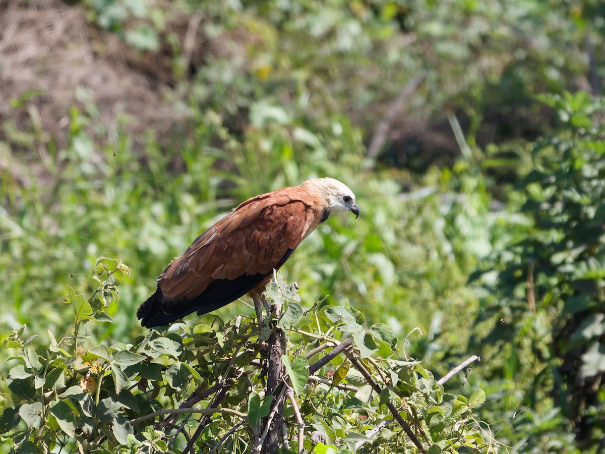 Black-collared Hawk - ML646445535