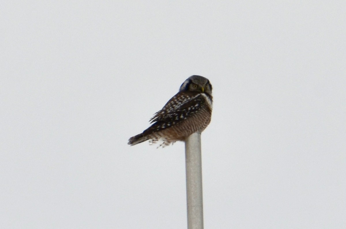 Northern Hawk Owl - ML646445536