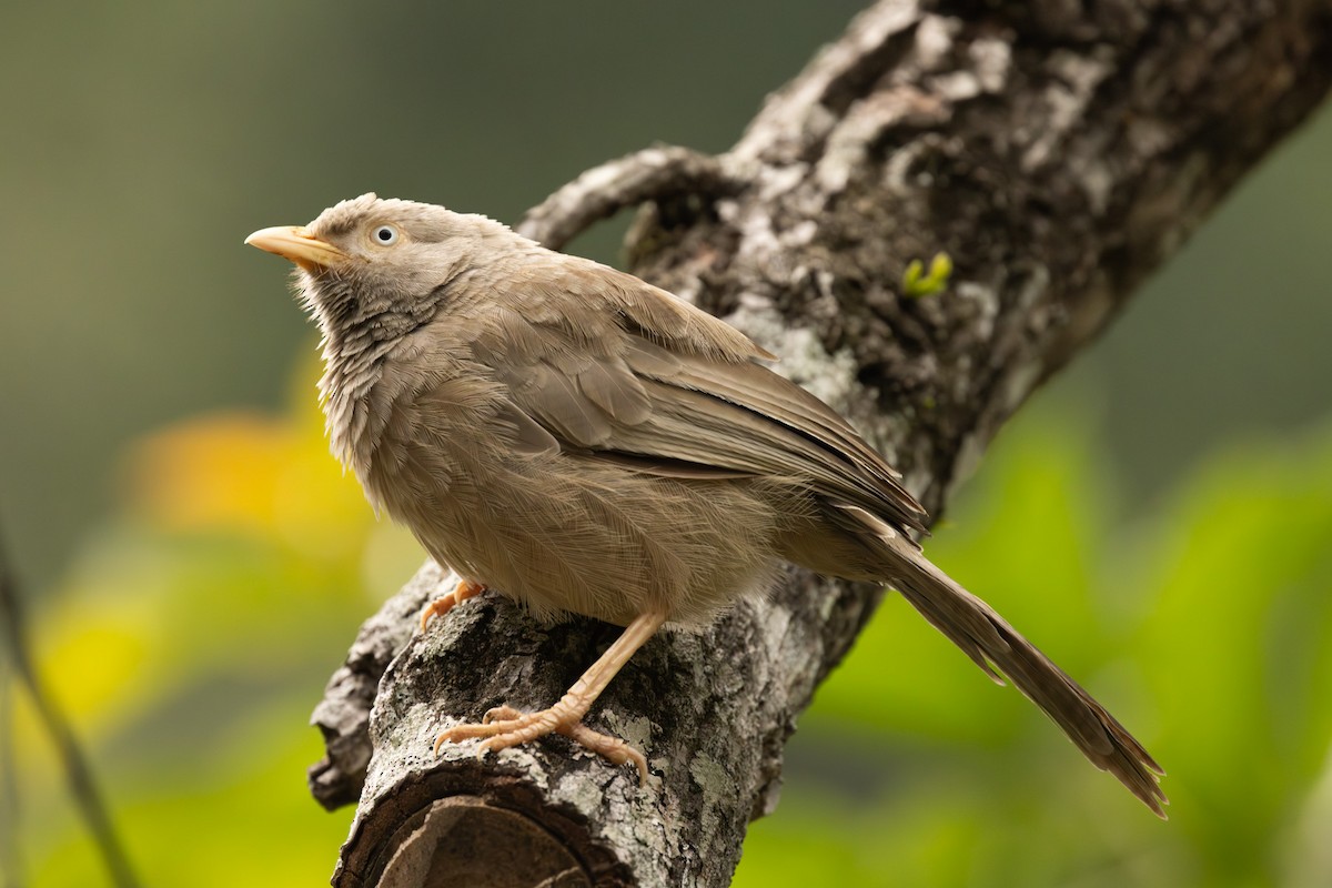 Yellow-billed Babbler - ML646445537