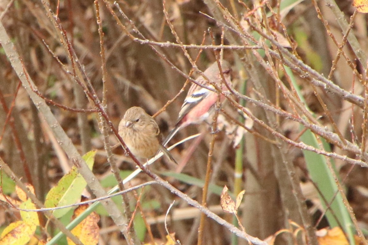 Long-tailed Rosefinch - ML646445539