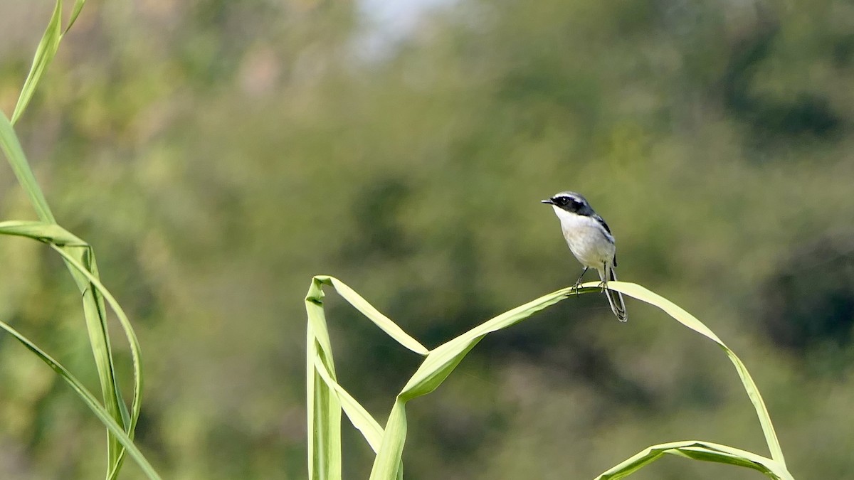 Gray Bushchat - ML646445541