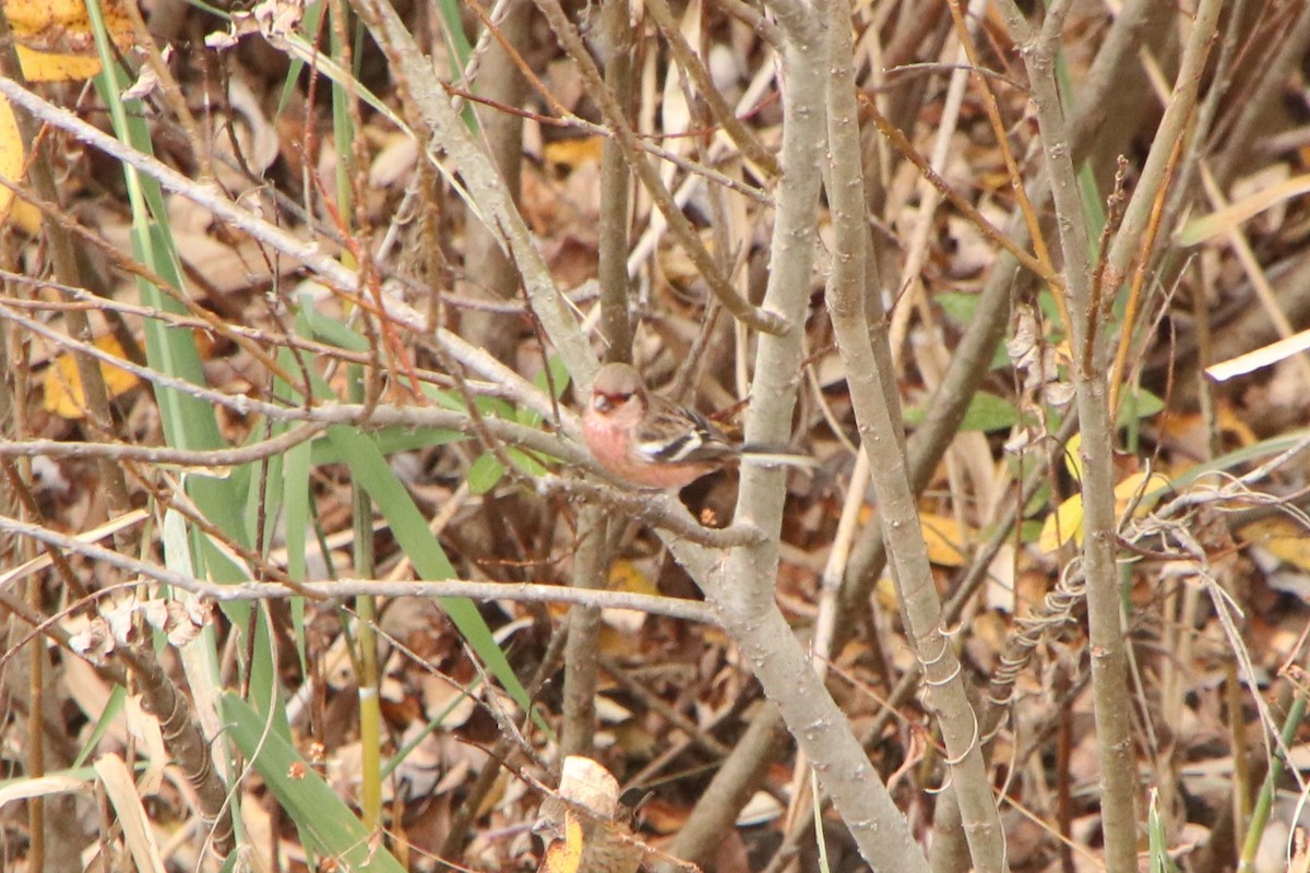Long-tailed Rosefinch - ML646445542