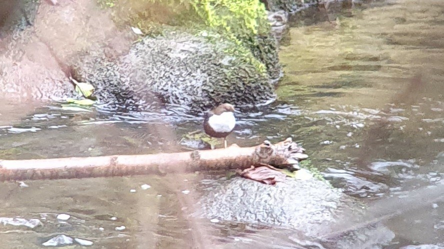 Merlo acquaiolo - ML646445543