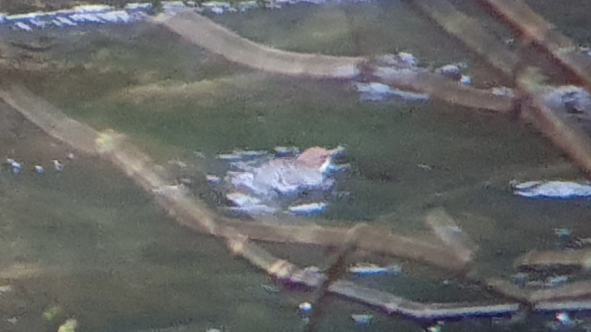 Merlo acquaiolo - ML646445544