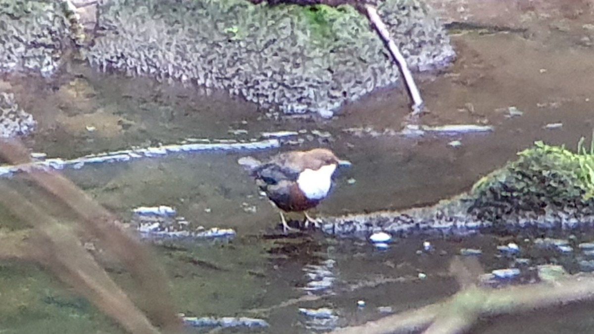 Merlo acquaiolo - ML646445545