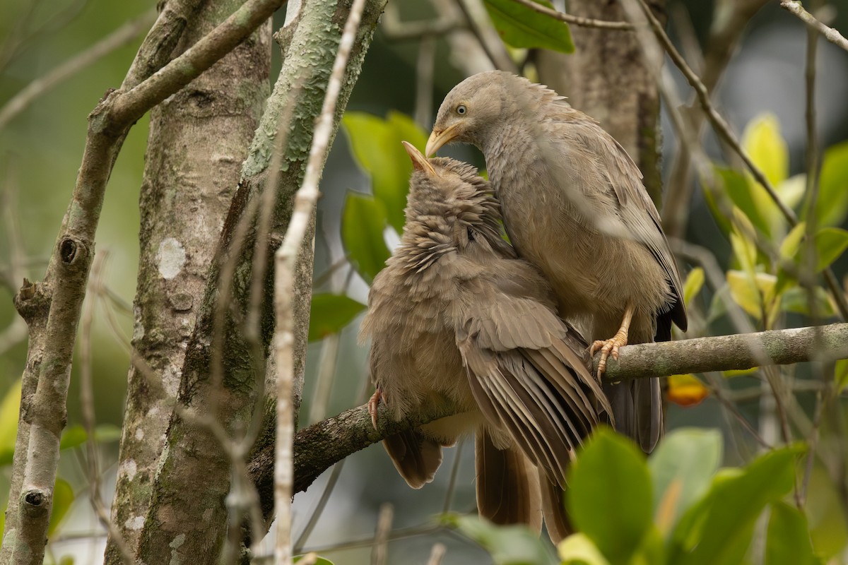 Yellow-billed Babbler - ML646445546