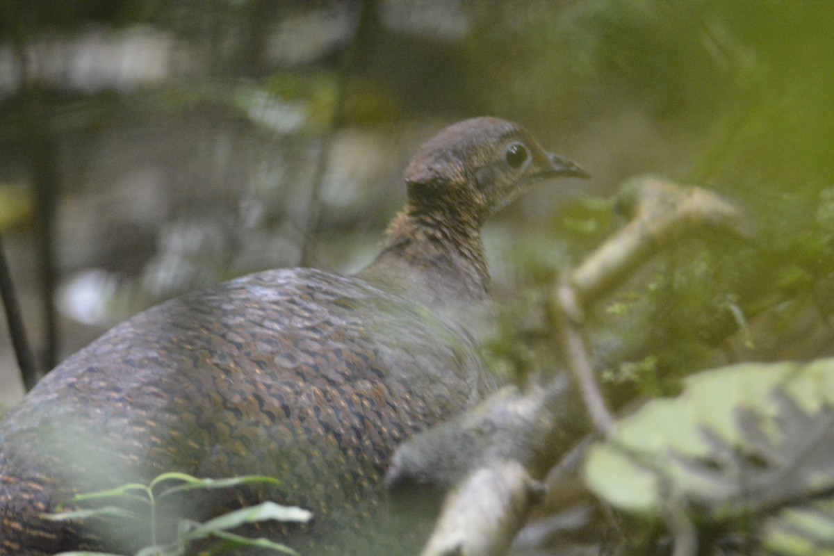 Great Tinamou - ML646445547