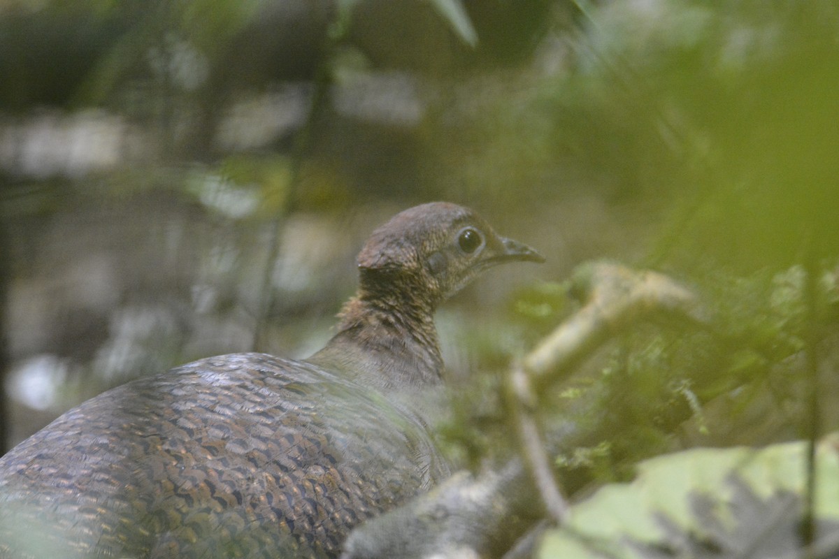 Great Tinamou - ML646445548