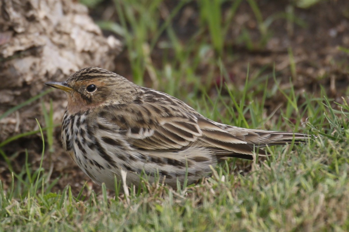 Pispola golarossa - ML646445549