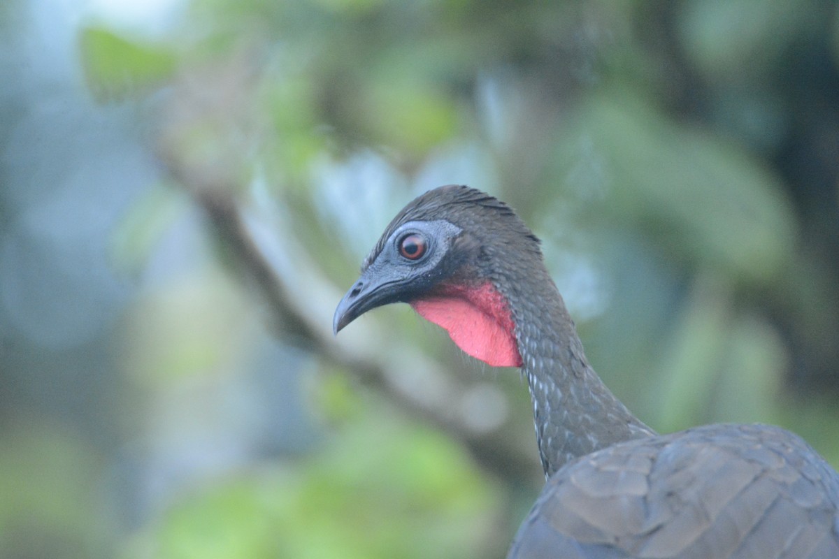 Crested Guan - ML646445553