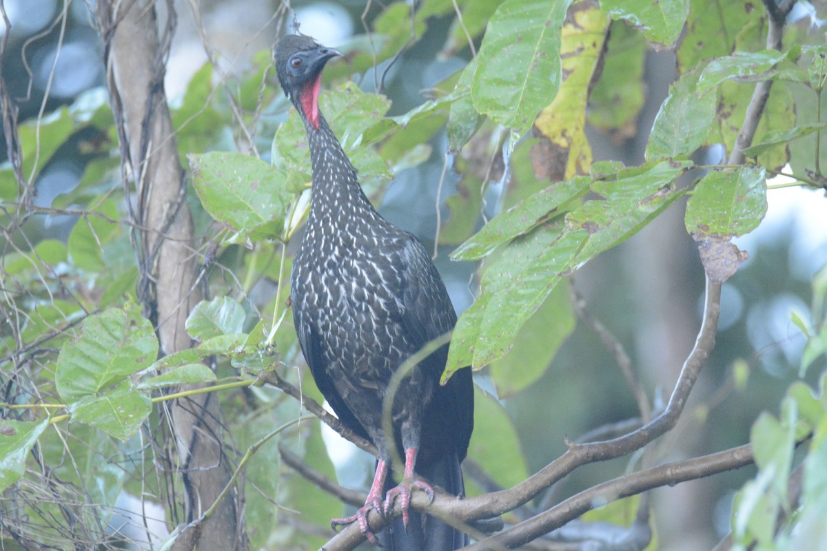 Crested Guan - ML646445554