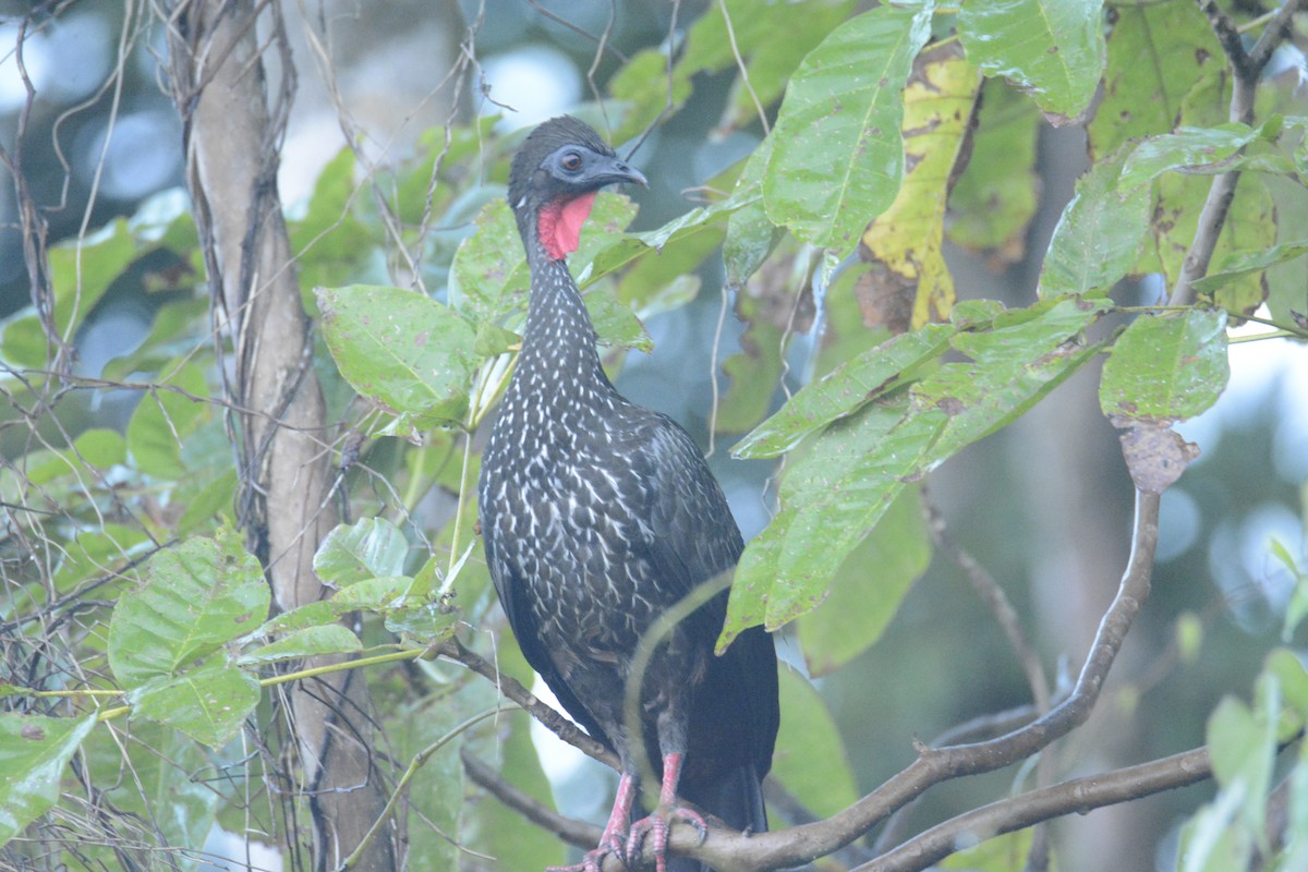 Crested Guan - ML646445555