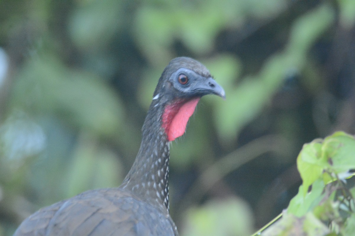 Crested Guan - ML646445556