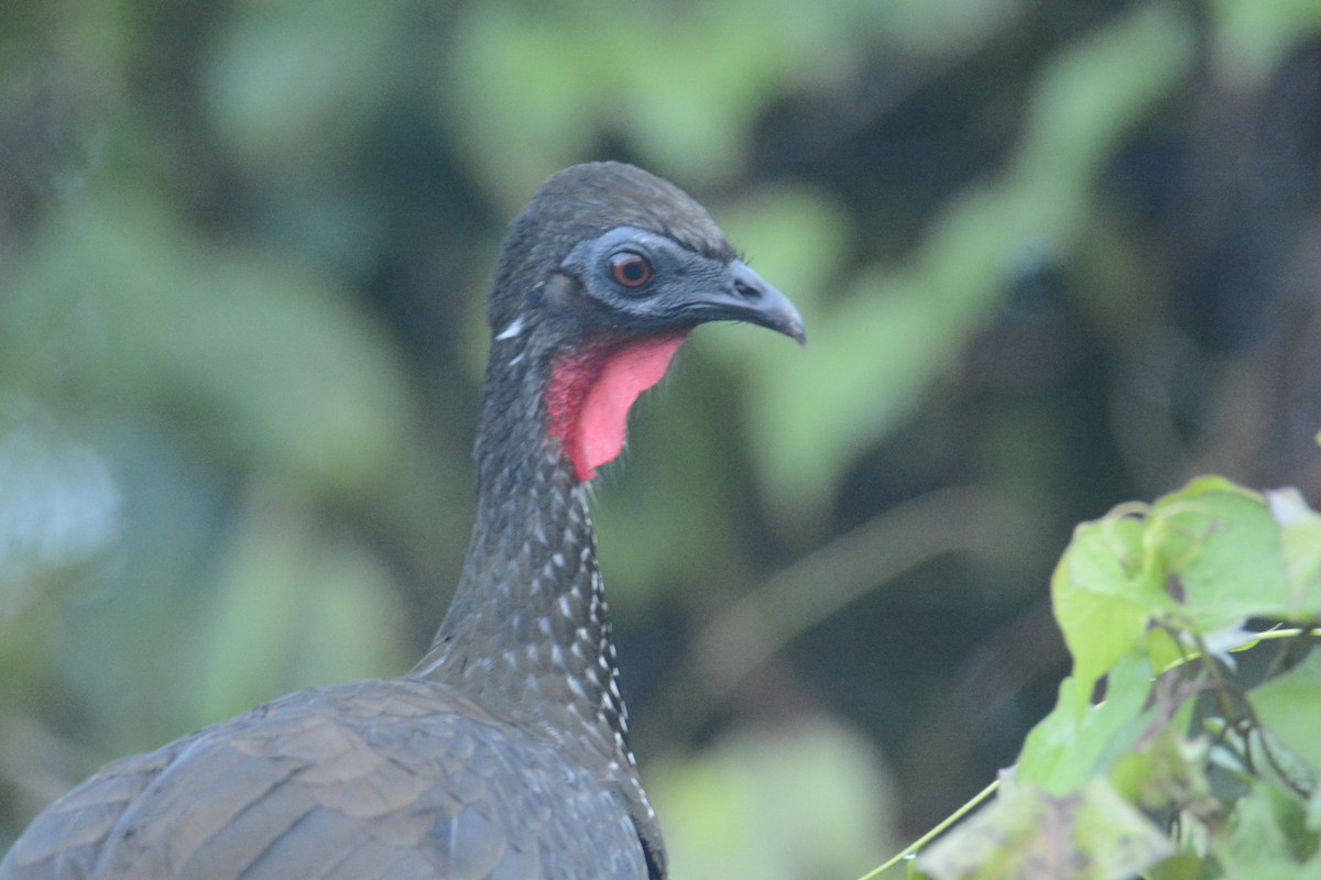 Crested Guan - ML646445557