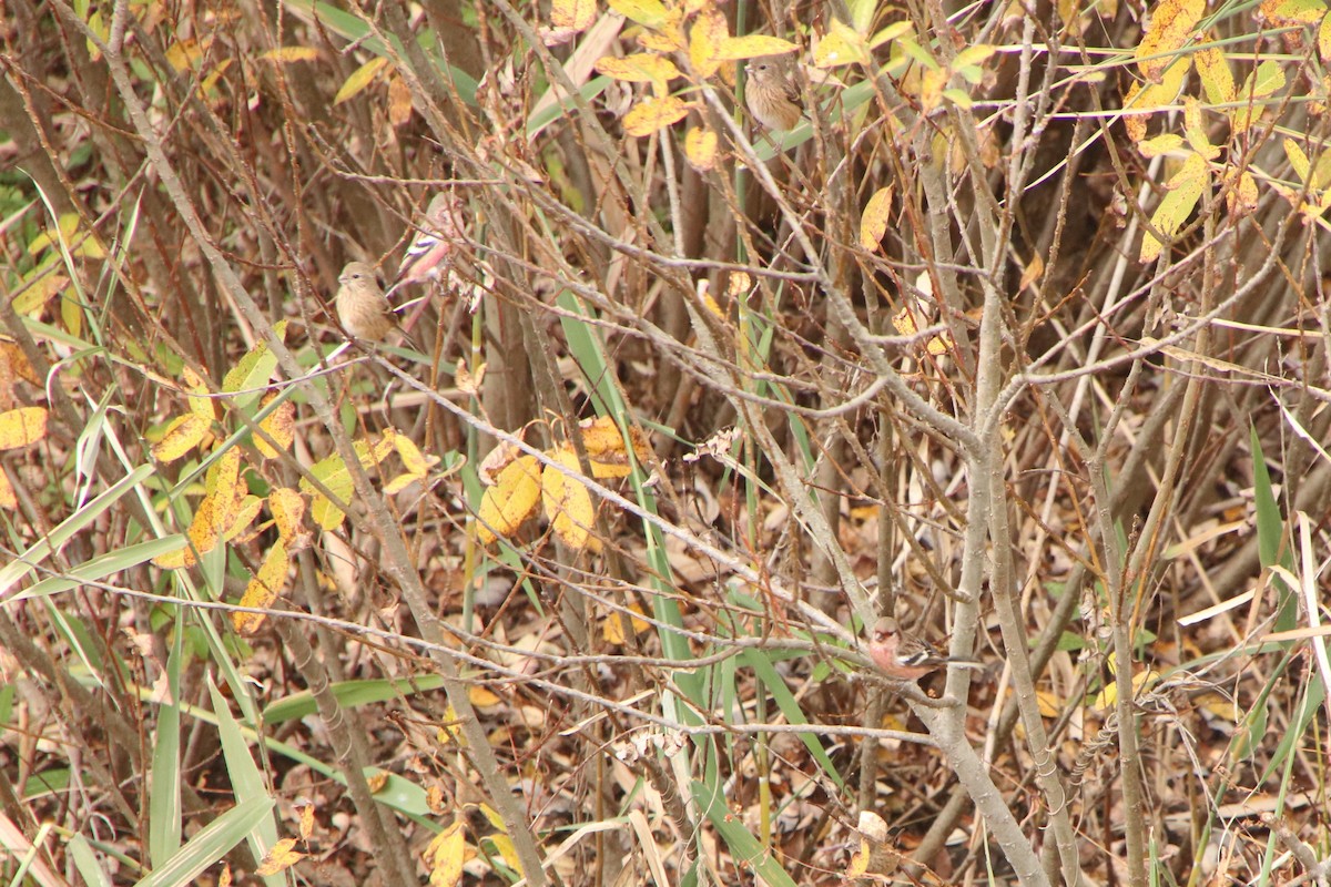 Long-tailed Rosefinch - ML646445560