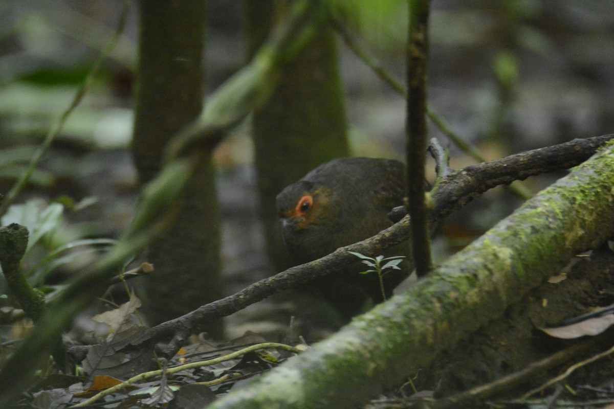 Marmorwachtel - ML646445561