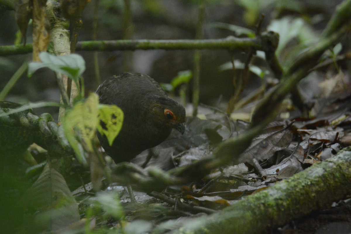 Marmorwachtel - ML646445562