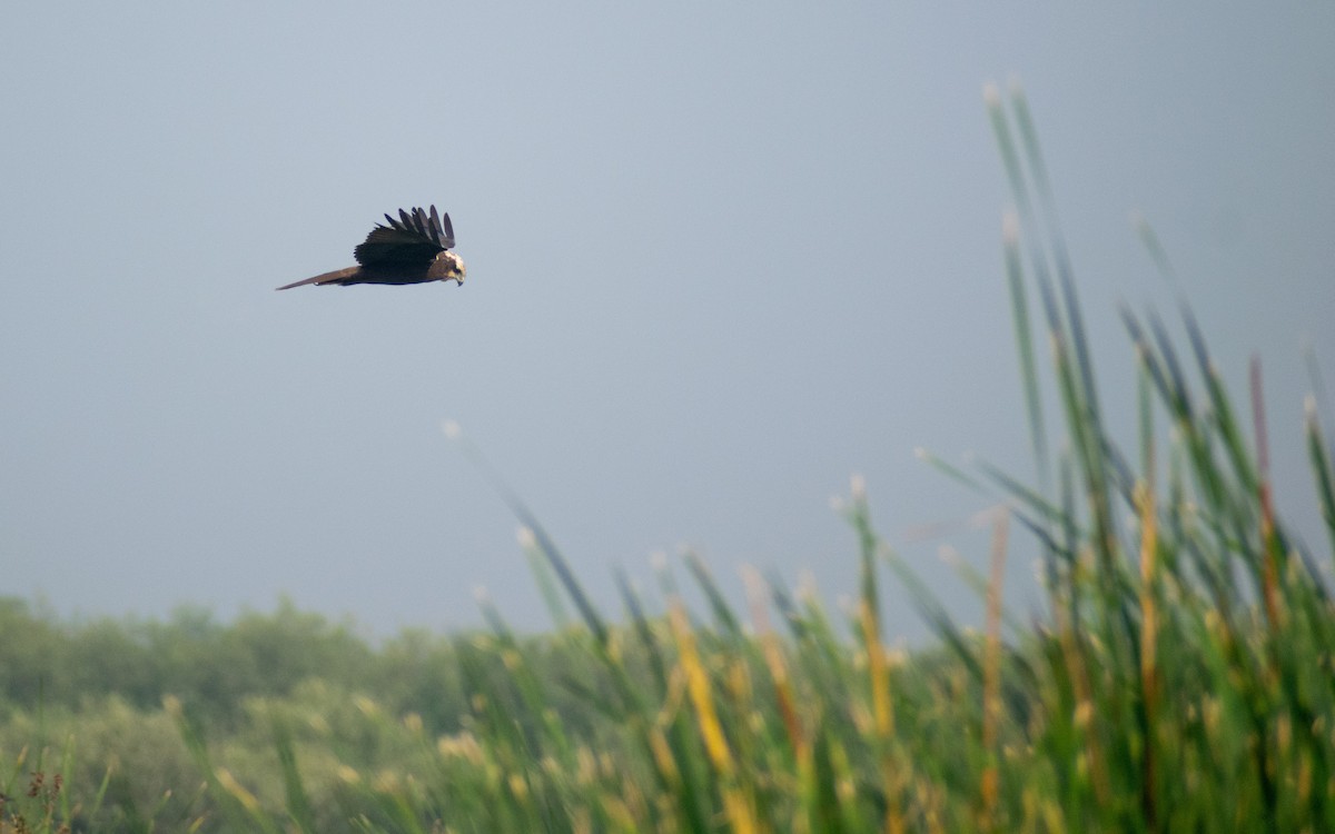 Western Marsh Harrier - ML646445563