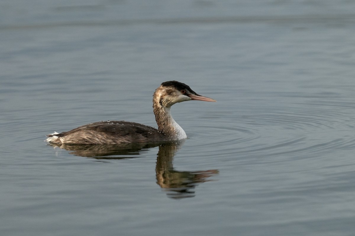Great Crested Grebe - ML646445564
