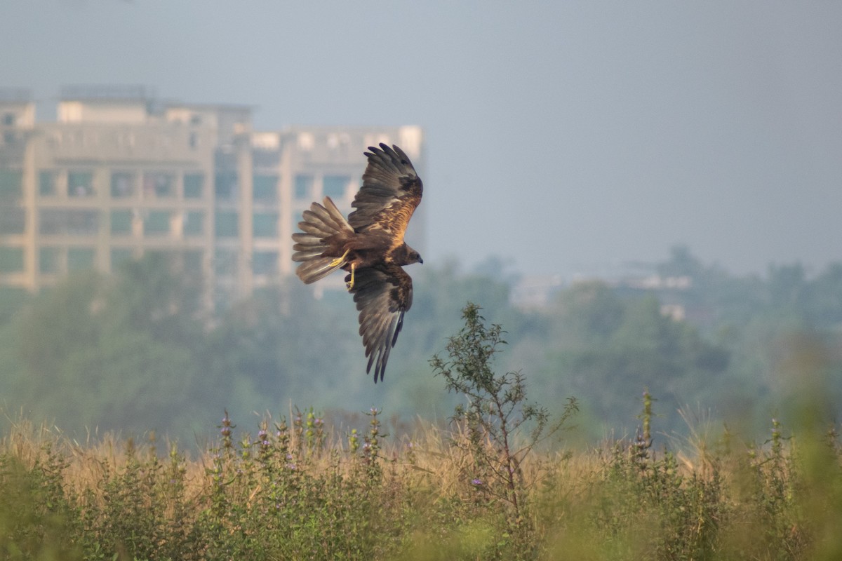Western Marsh Harrier - ML646445565