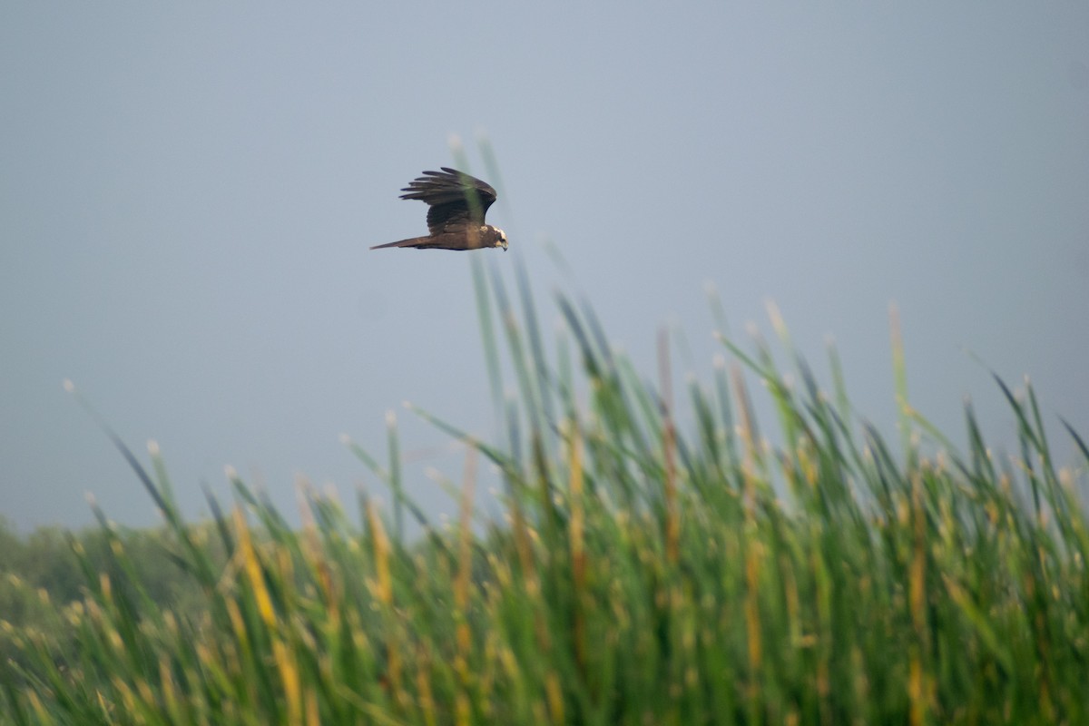 Western Marsh Harrier - ML646445566