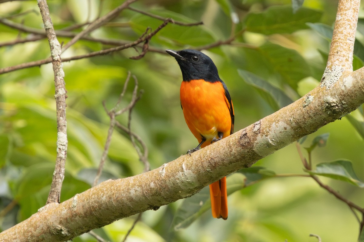 Orange Minivet - ML646445567