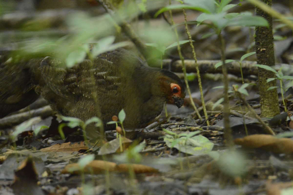 Marmorwachtel - ML646445568