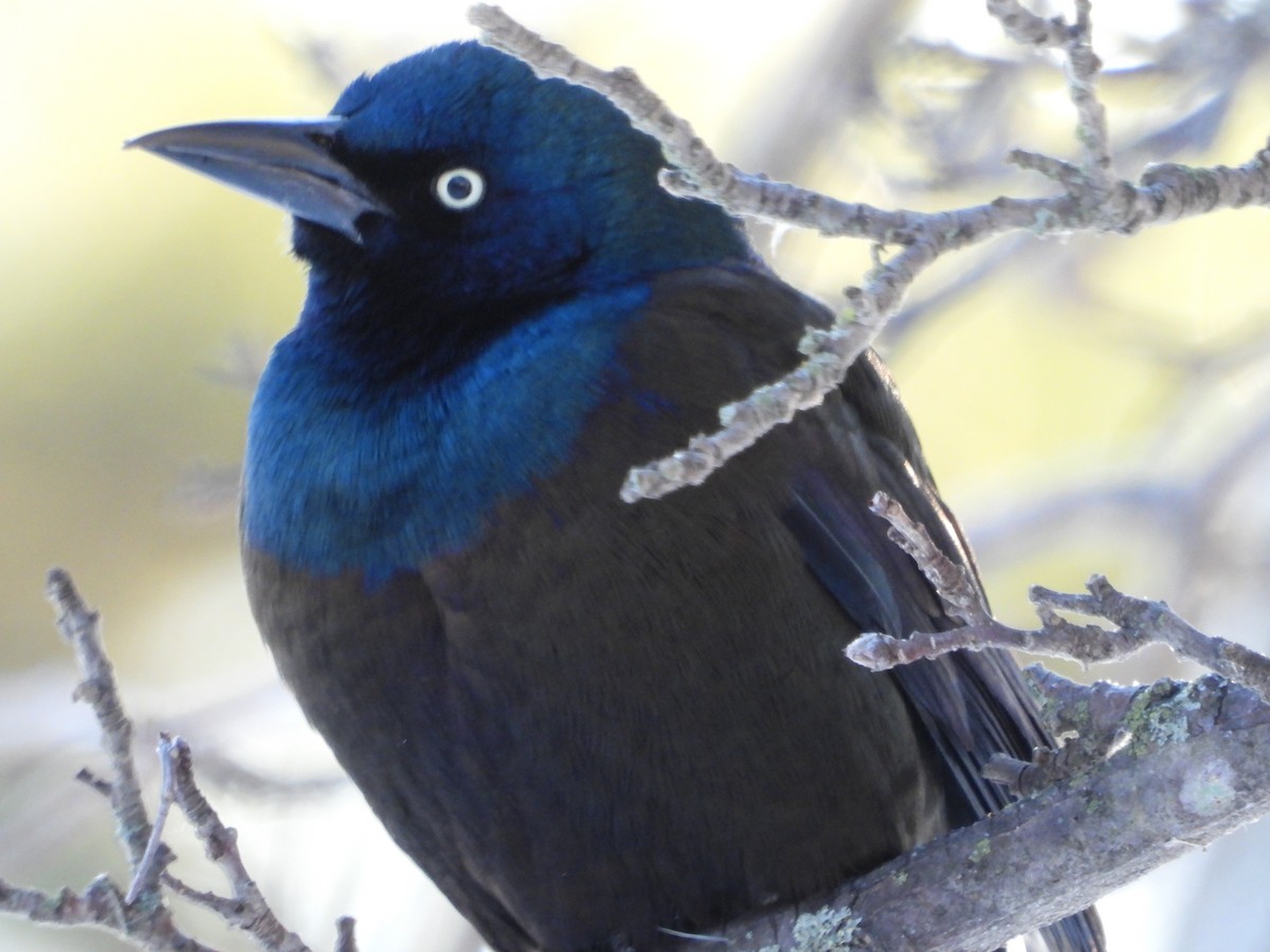 Common Grackle - ML646445569