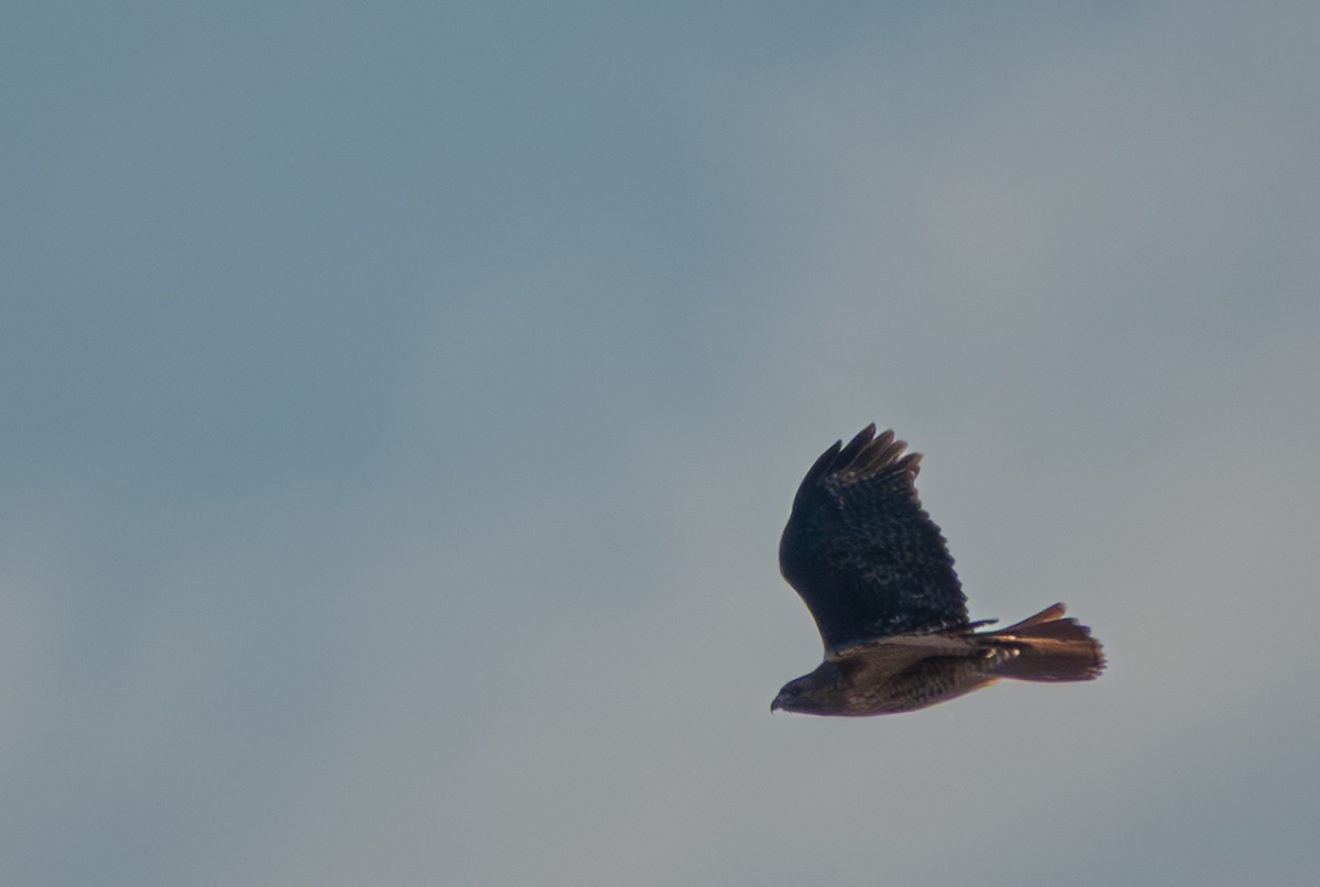 Red-tailed Hawk - ML646445570