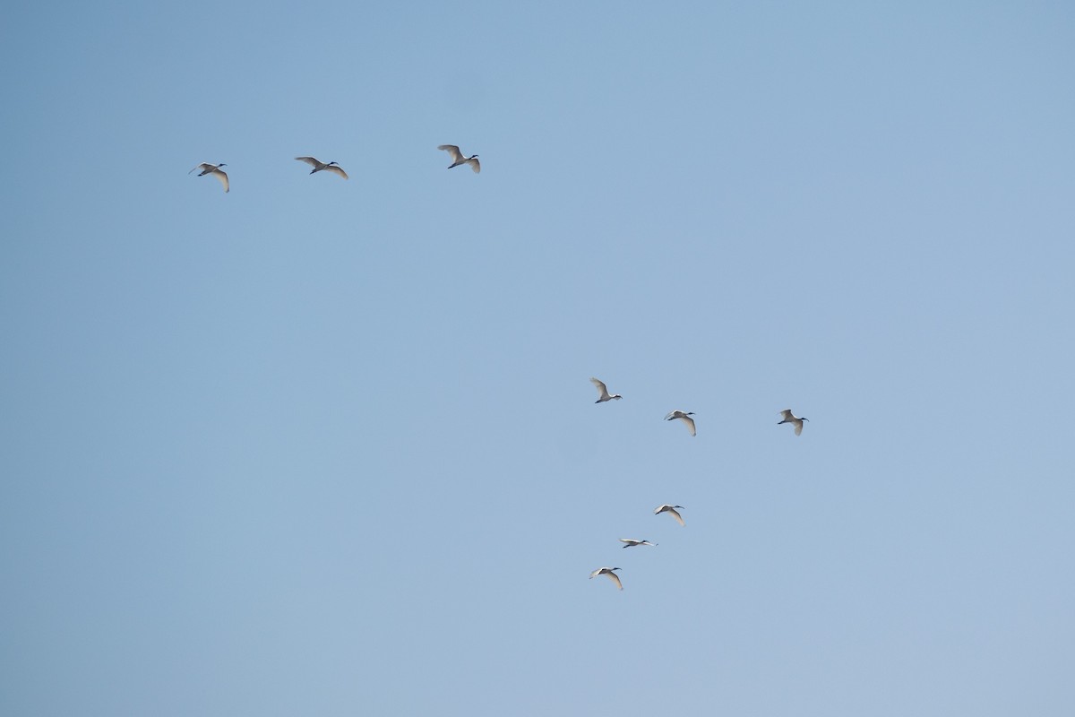 黑頭白䴉 - ML646445571