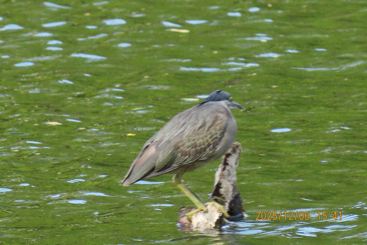 綠簑鷺 - ML646445572