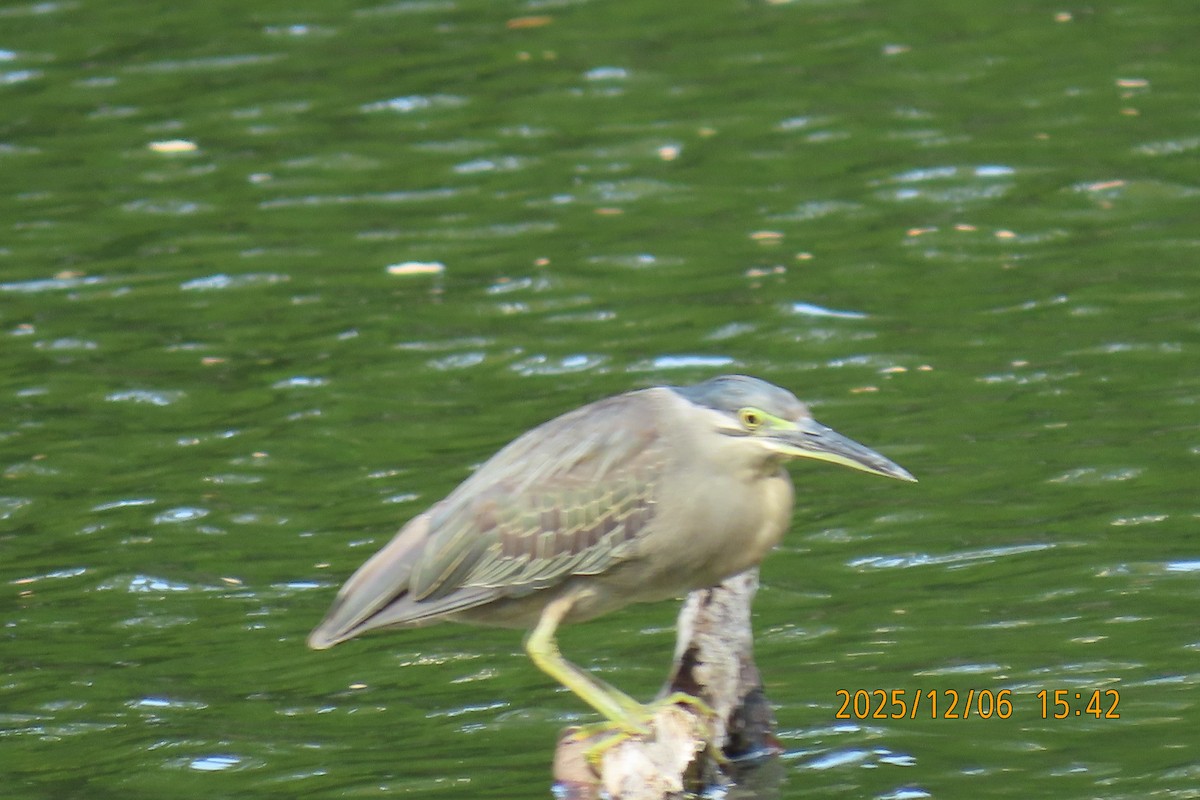 綠簑鷺 - ML646445573