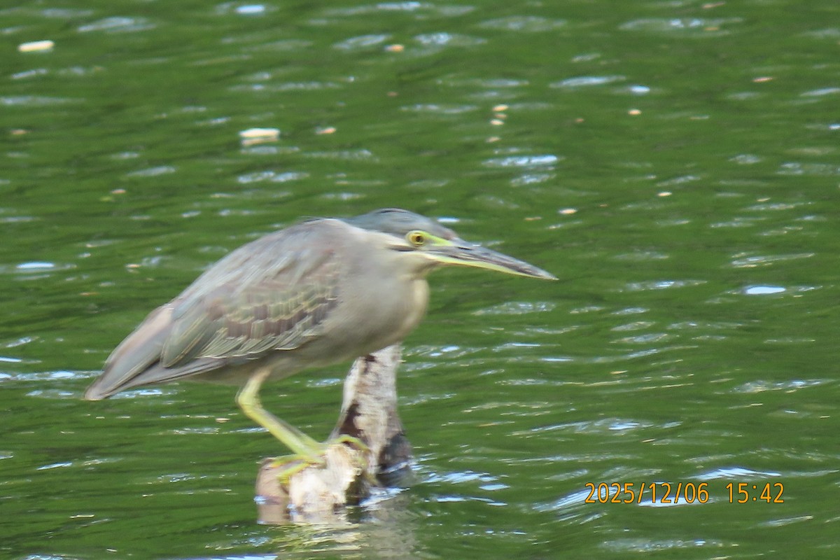 綠簑鷺 - ML646445574