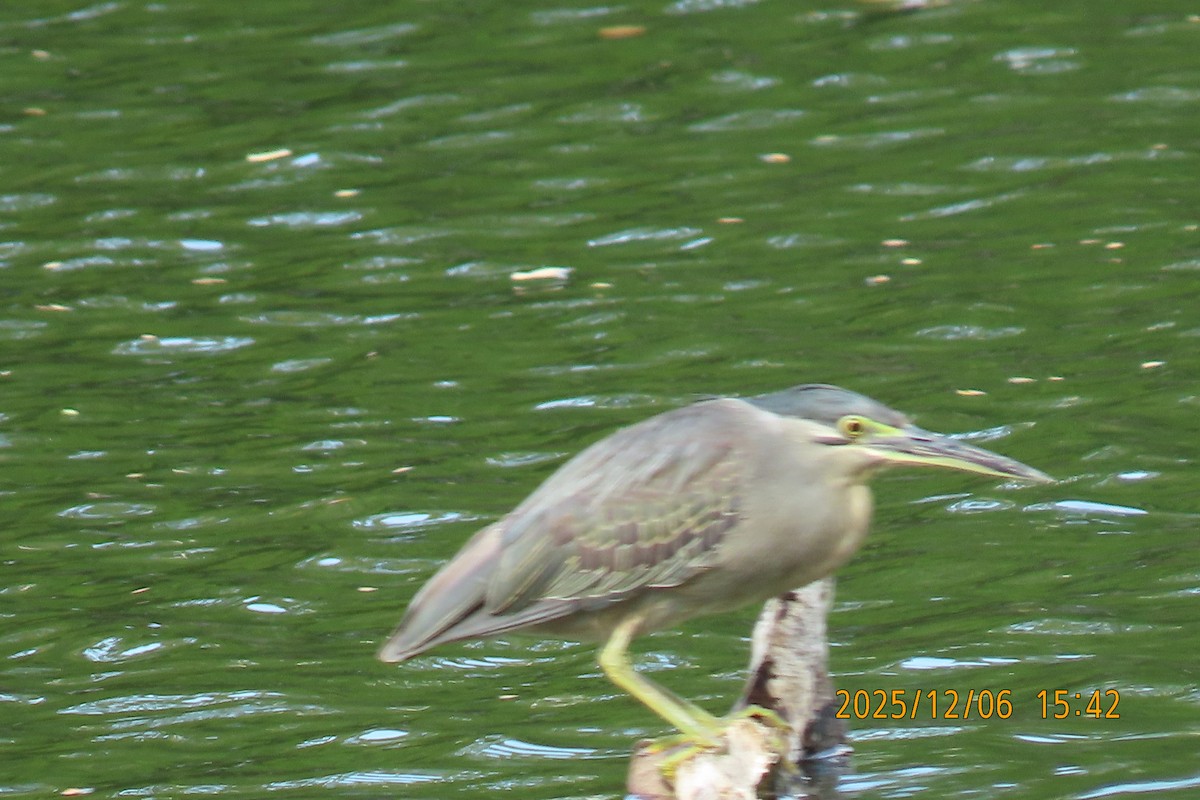 綠簑鷺 - ML646445576