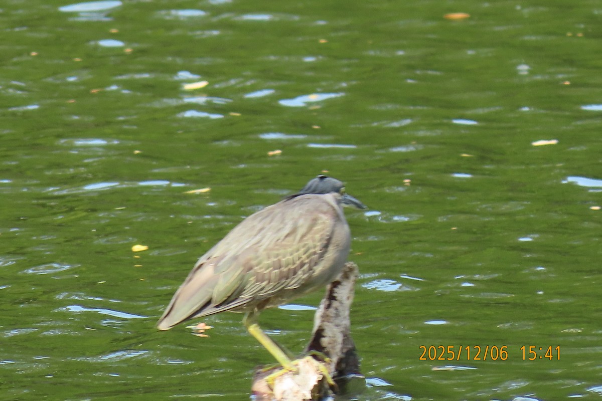 綠簑鷺 - ML646445577