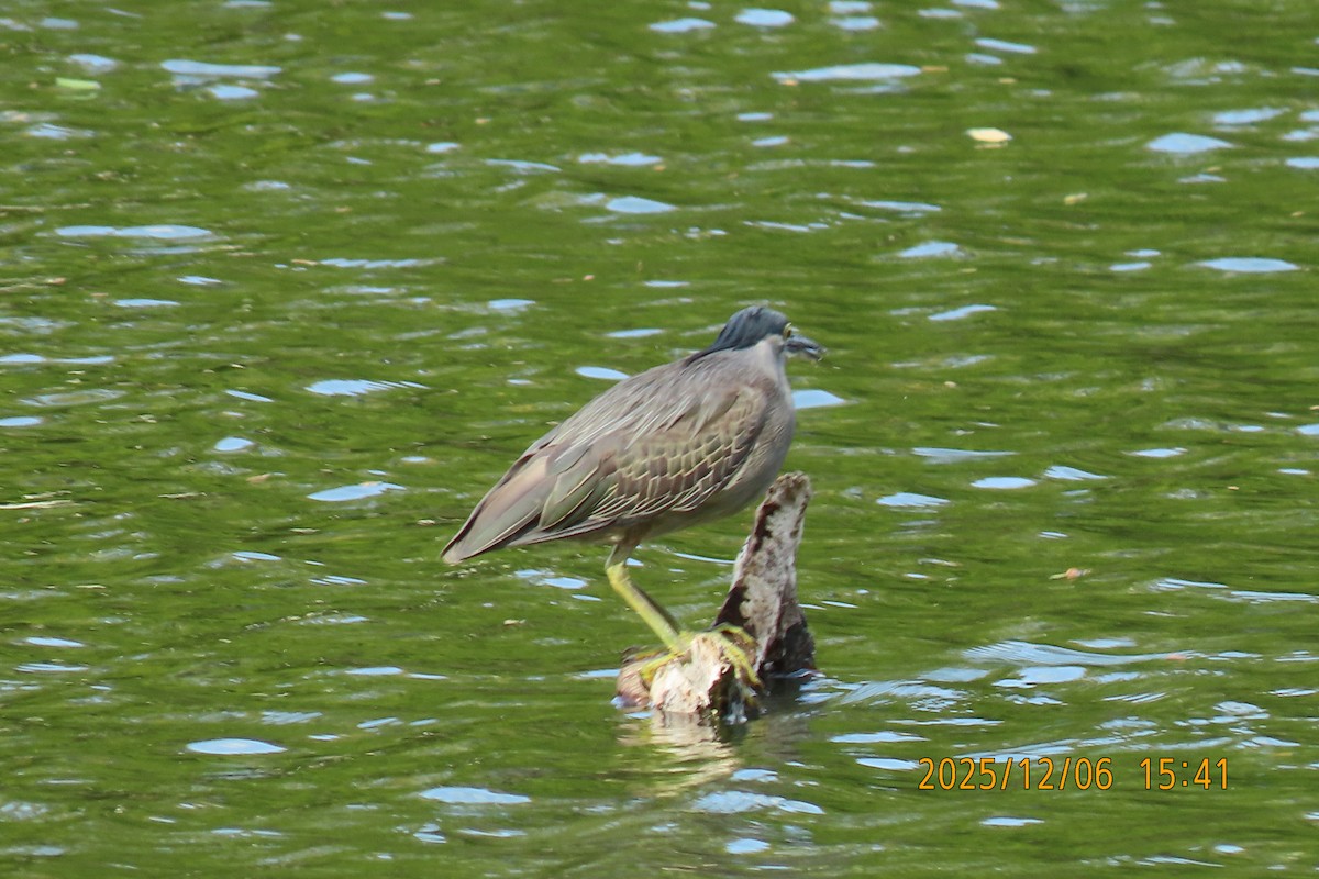 綠簑鷺 - ML646445579