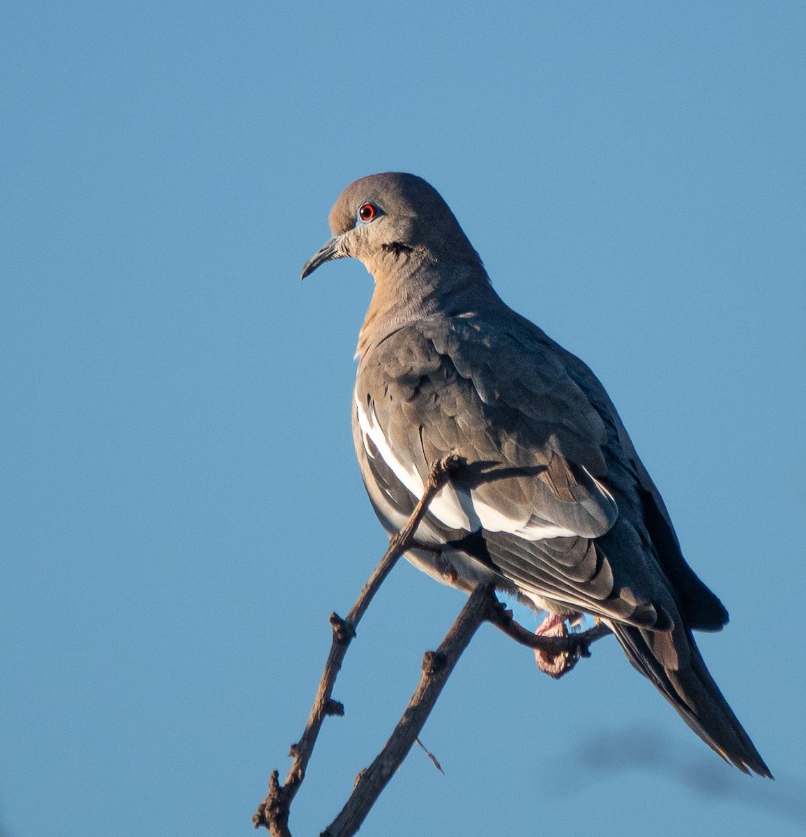 White-winged Dove - ML646445582