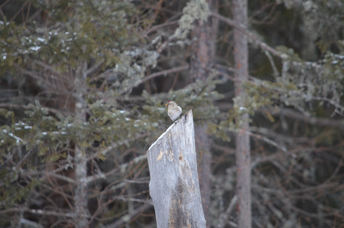 Redpoll (Hoary) - ML646445583