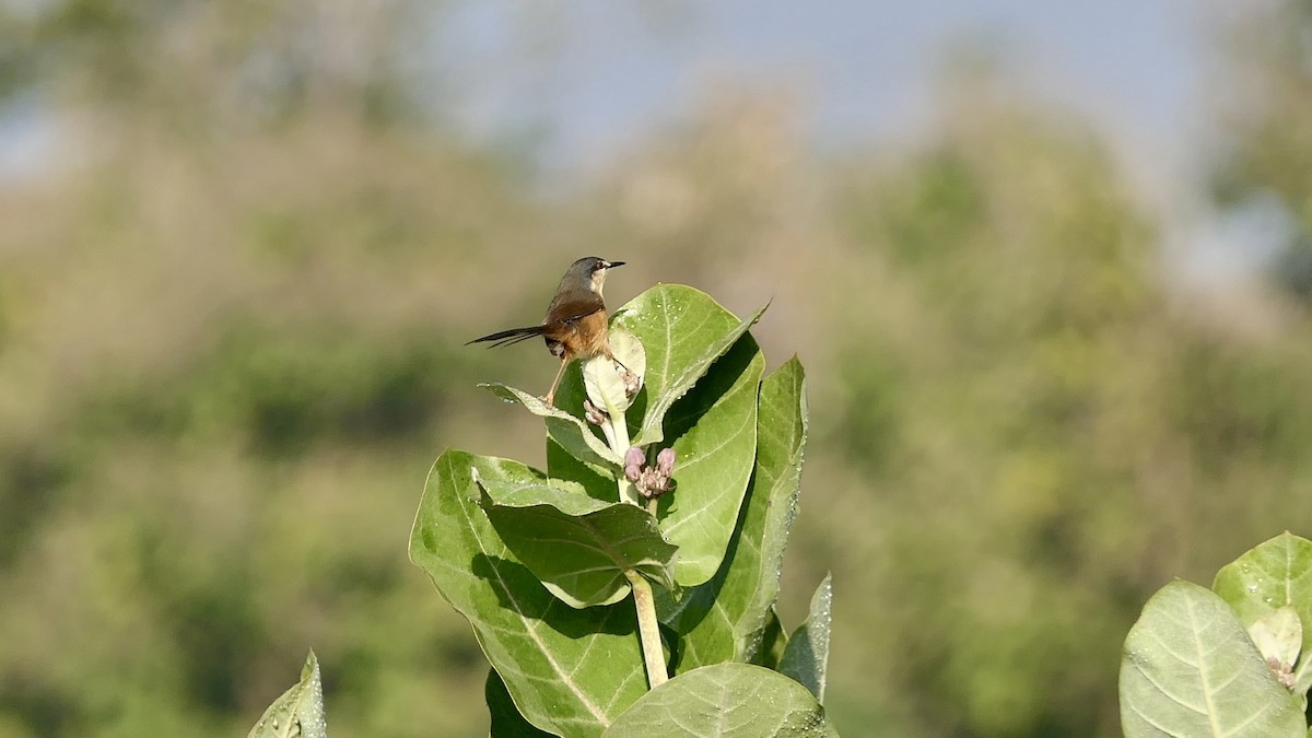 Ashy Prinia - ML646445584