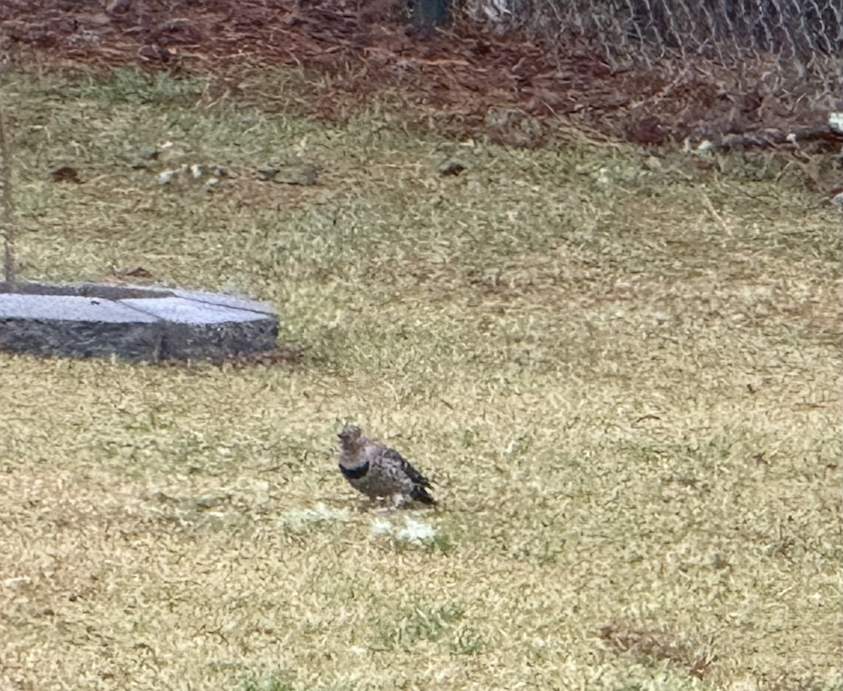 Northern Flicker - ML646445585