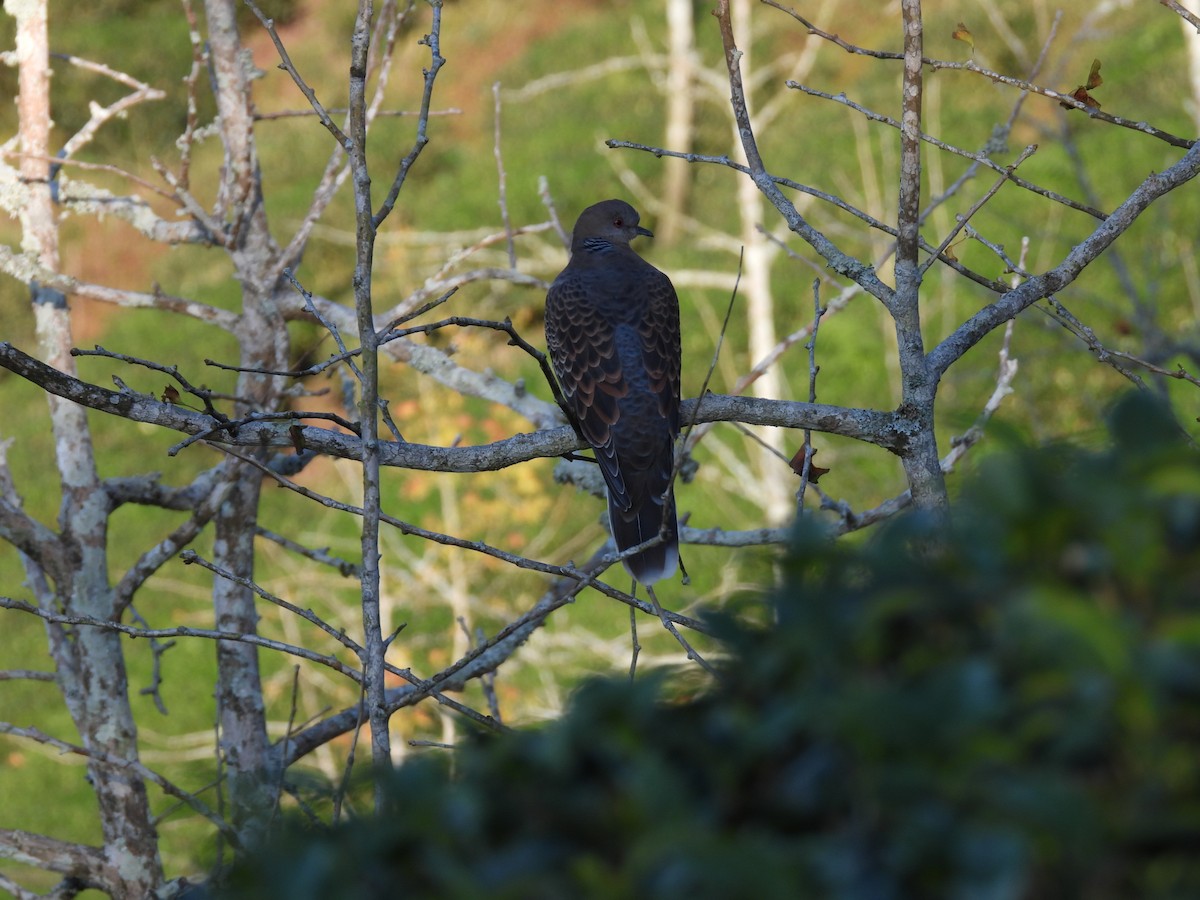 金背鳩 - ML646445588