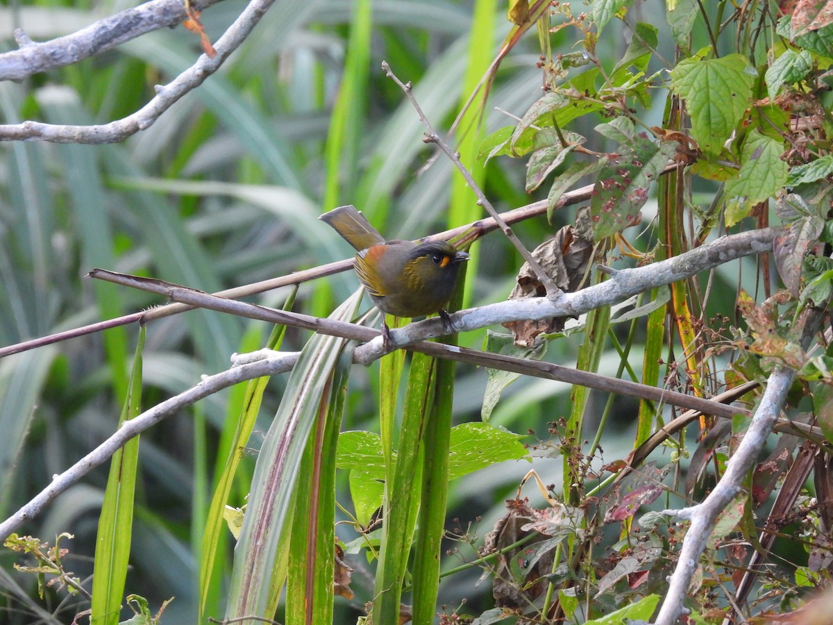 黃胸藪眉 - ML646445592