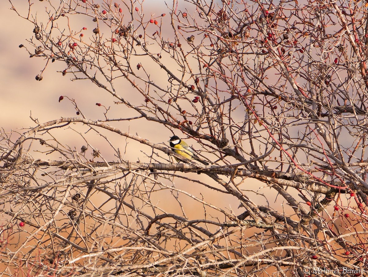 Great Tit - ML646445593